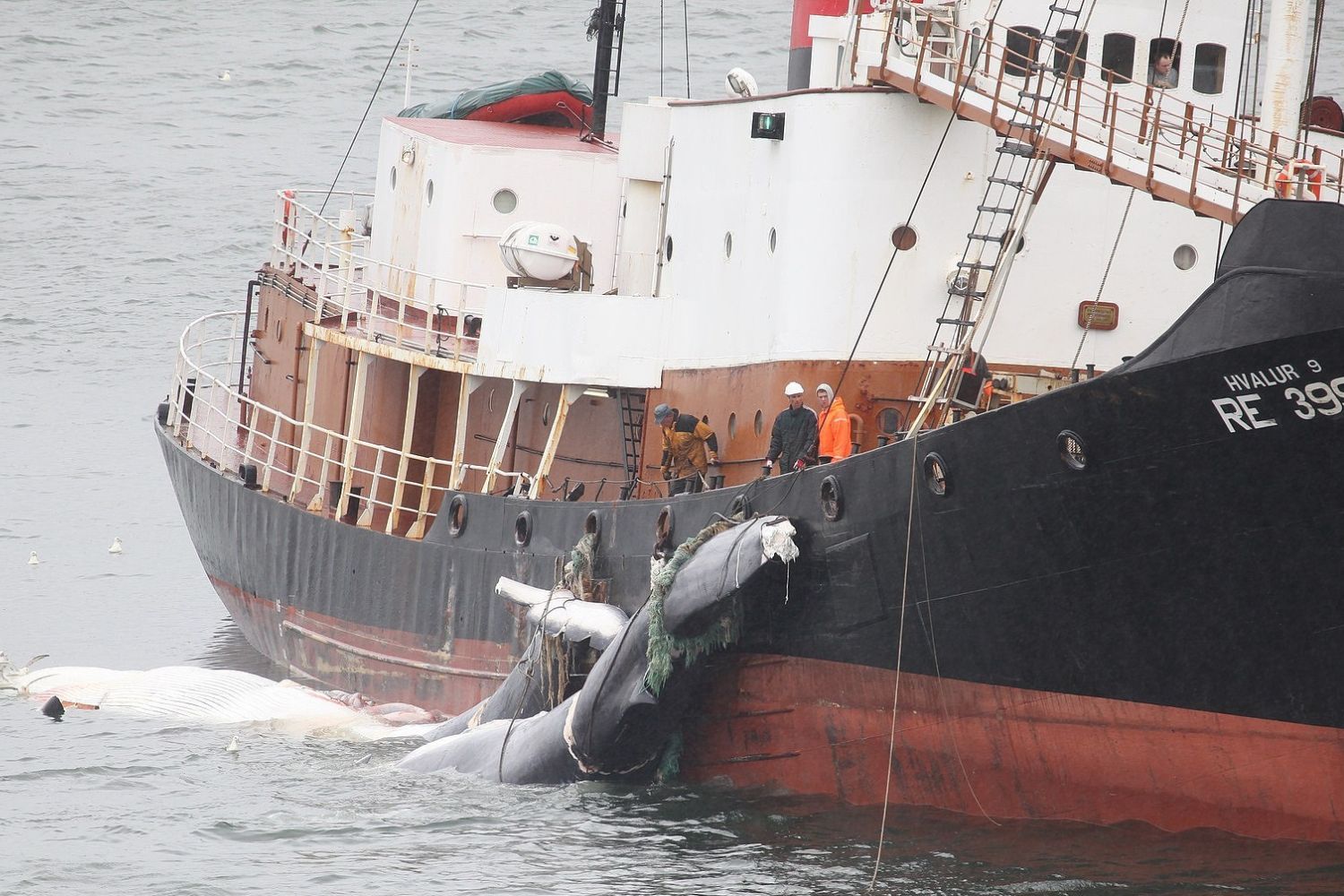 Islanda_caccia_balene