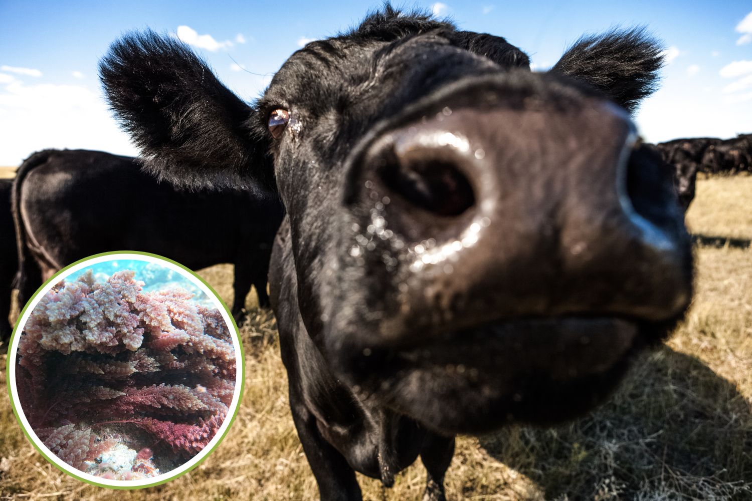 Mucche_alga_peti_metano