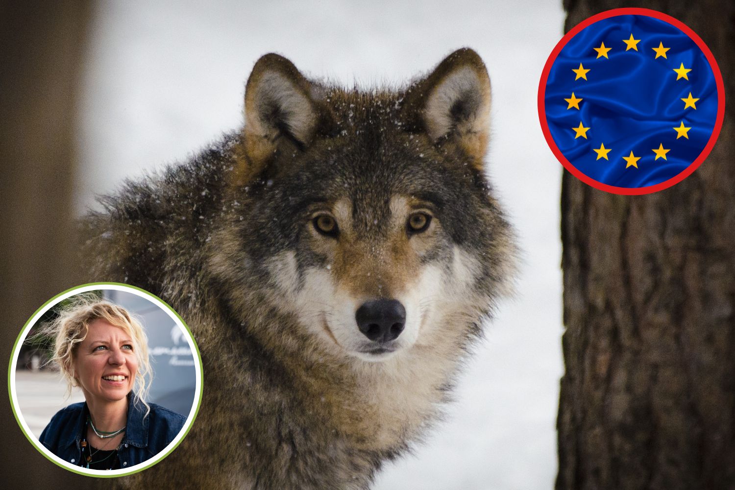 Lupo_protezione_Unione_europea