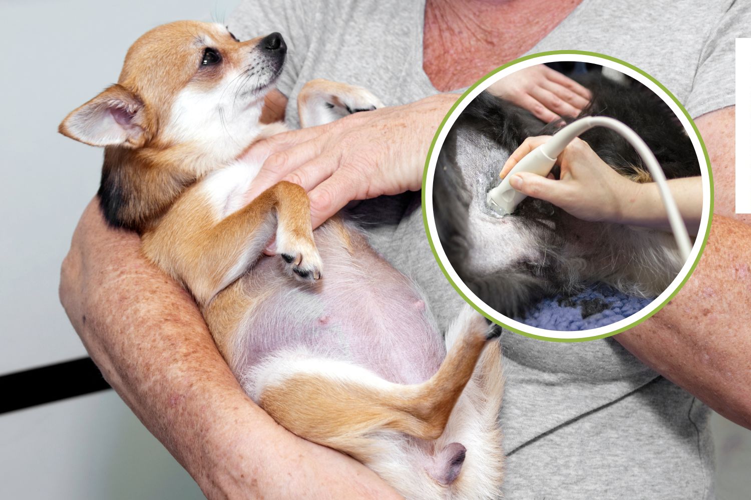 cane incinta sintomi