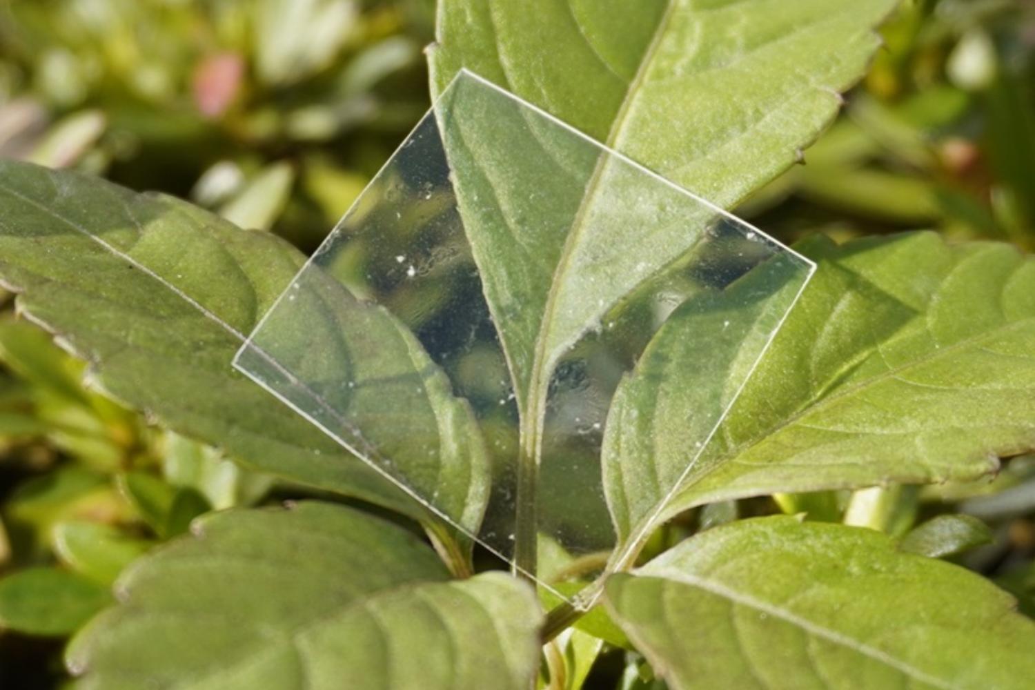 Plastica degradabile