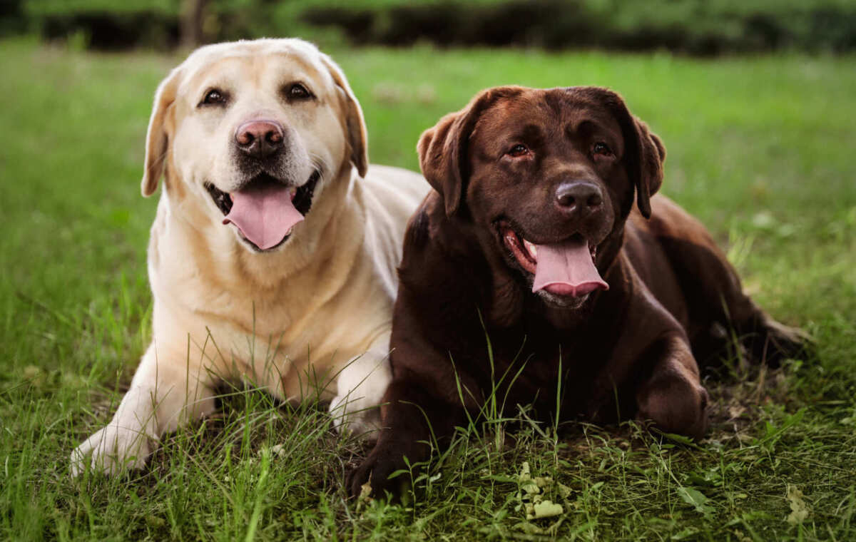 chiens labradors