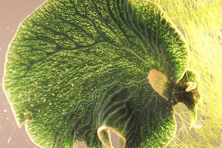 Cet escargot de mer est le seul animal au monde qui fait la photosynthèse comme une plante