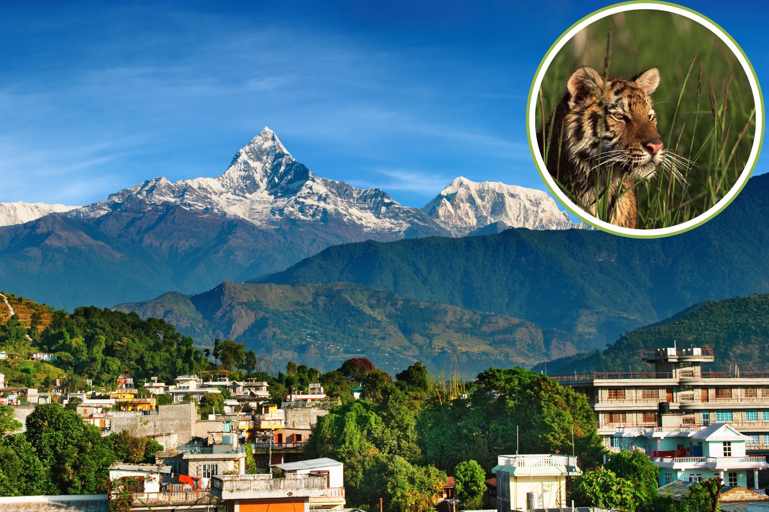 Tigre_Nepal