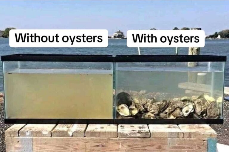 Huîtres fantastiques! Ils peuvent naturellement filtrer jusqu'à 150 litres d'eau par jour