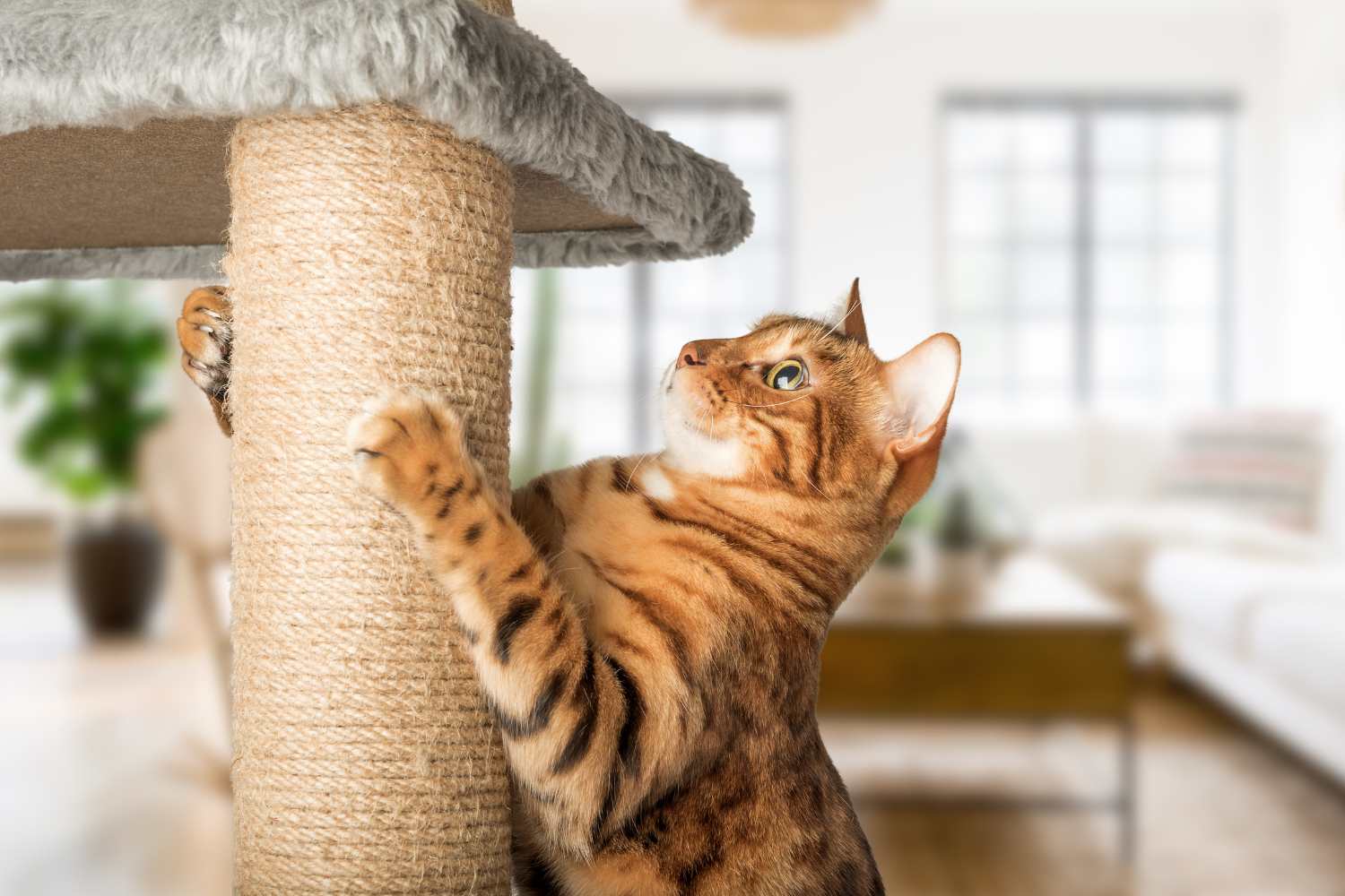 gatto tiragraffi