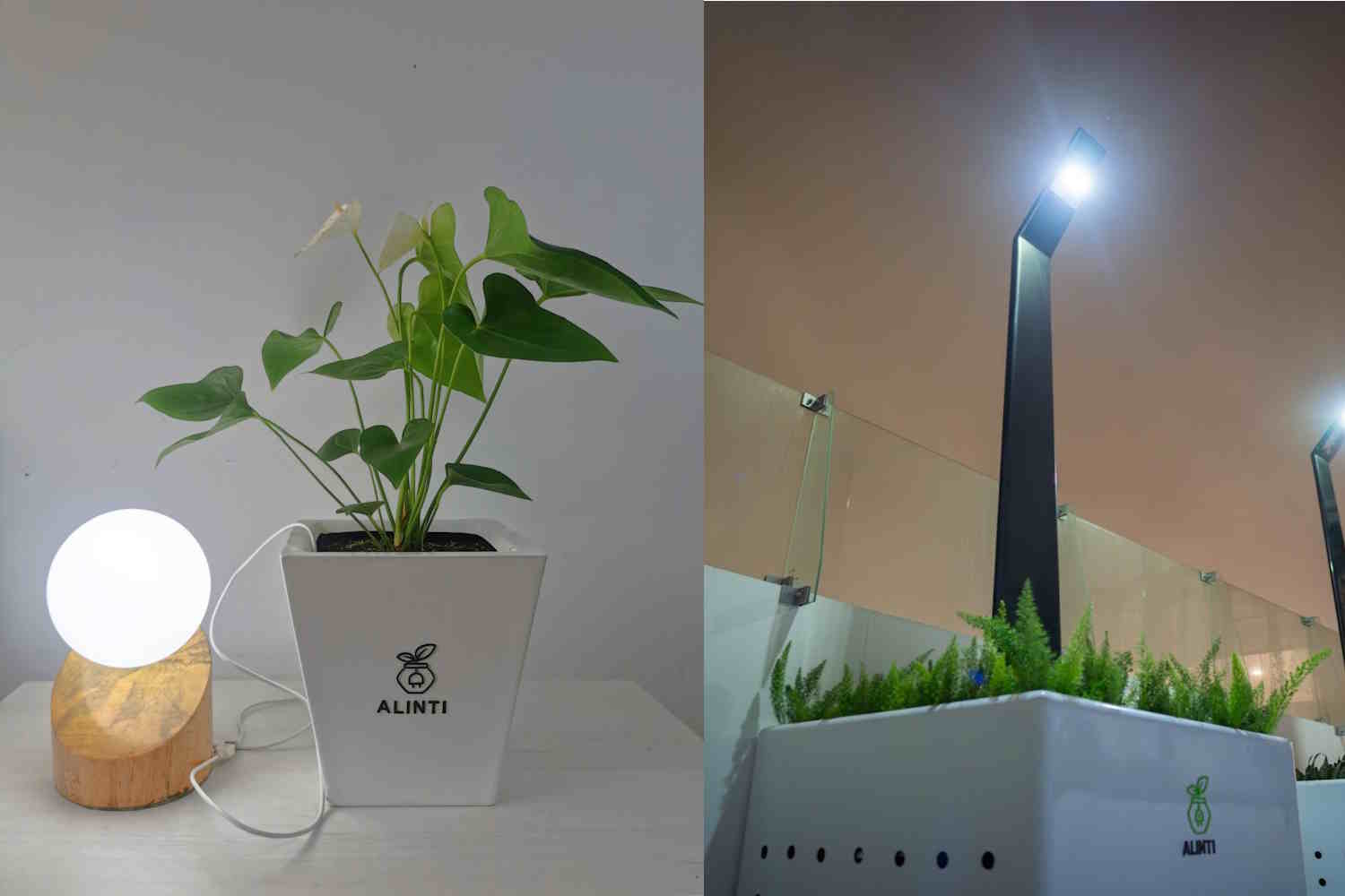 L'énergie des plantes? L'invention extraordinaire de cet ingénieur péruvien pour obtenir l'électricité à partir de la photosynthèse