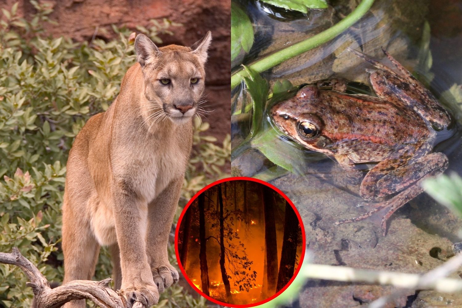 Incendi animali puma