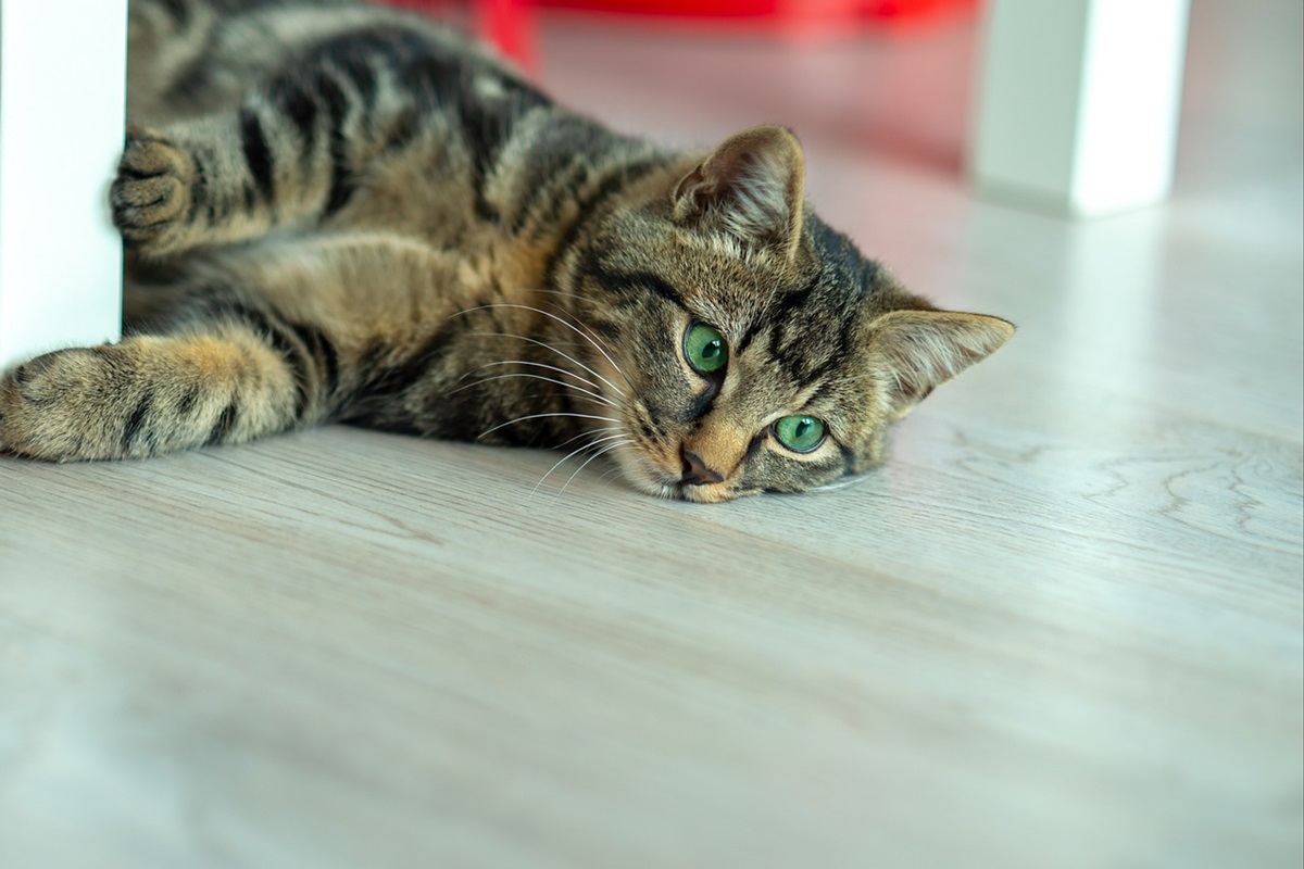 demodicosi gatto