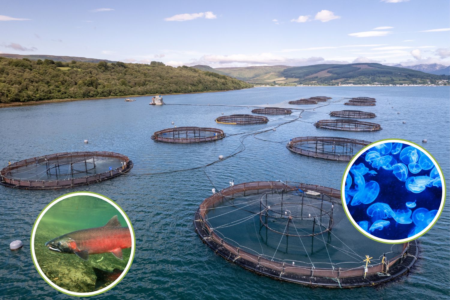 Salmoni allevamento meduse