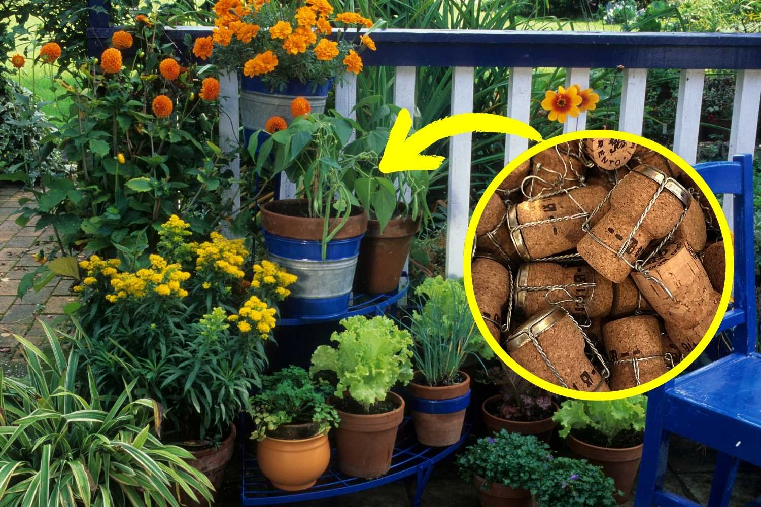 bouchon en liège pour plantes