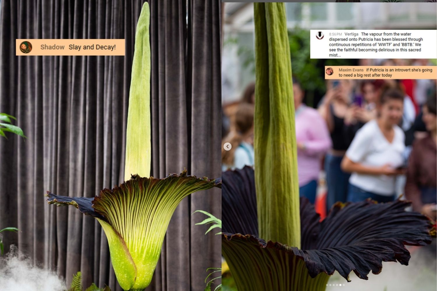 Sboccia_fiore_cadavere