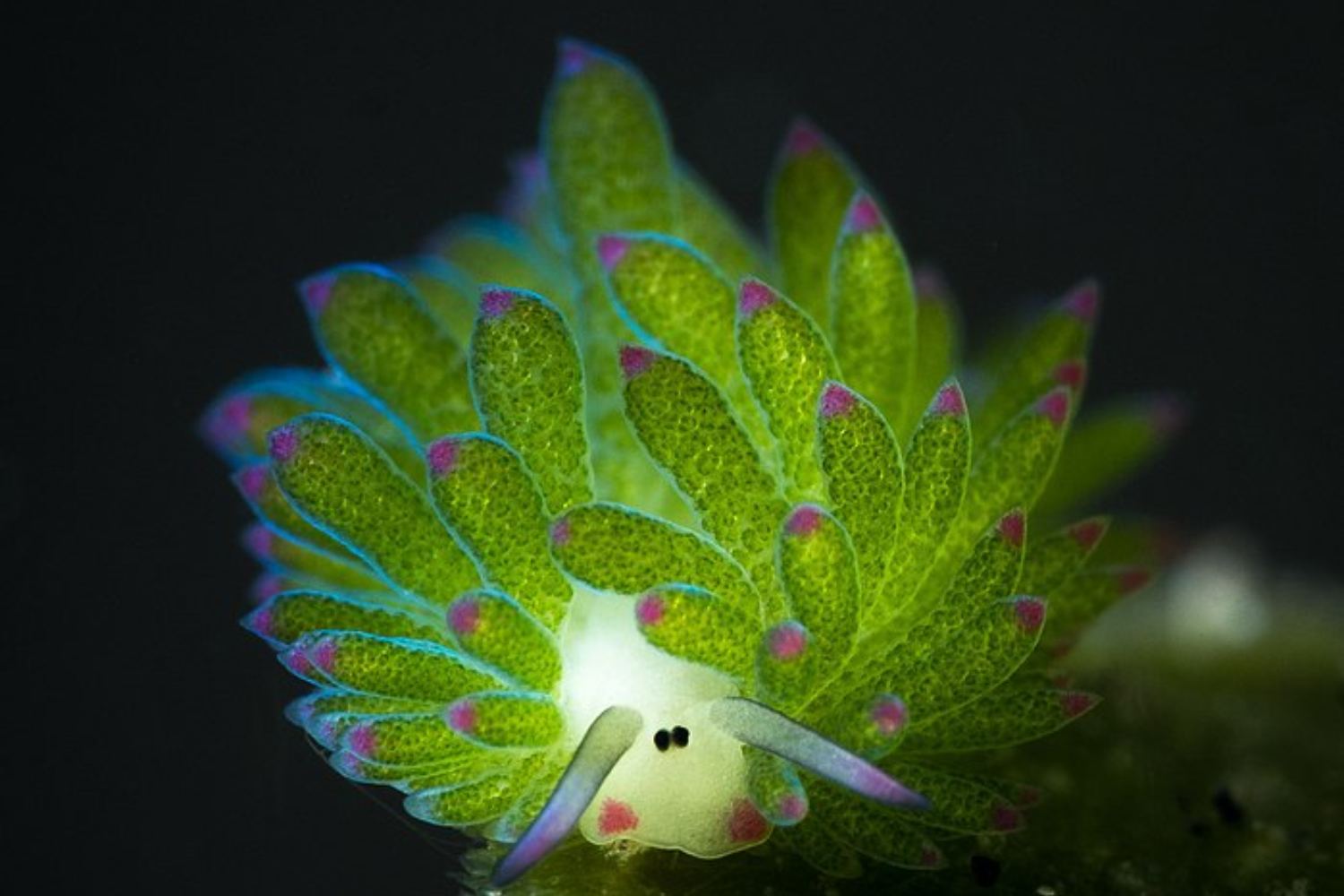 Costasiella