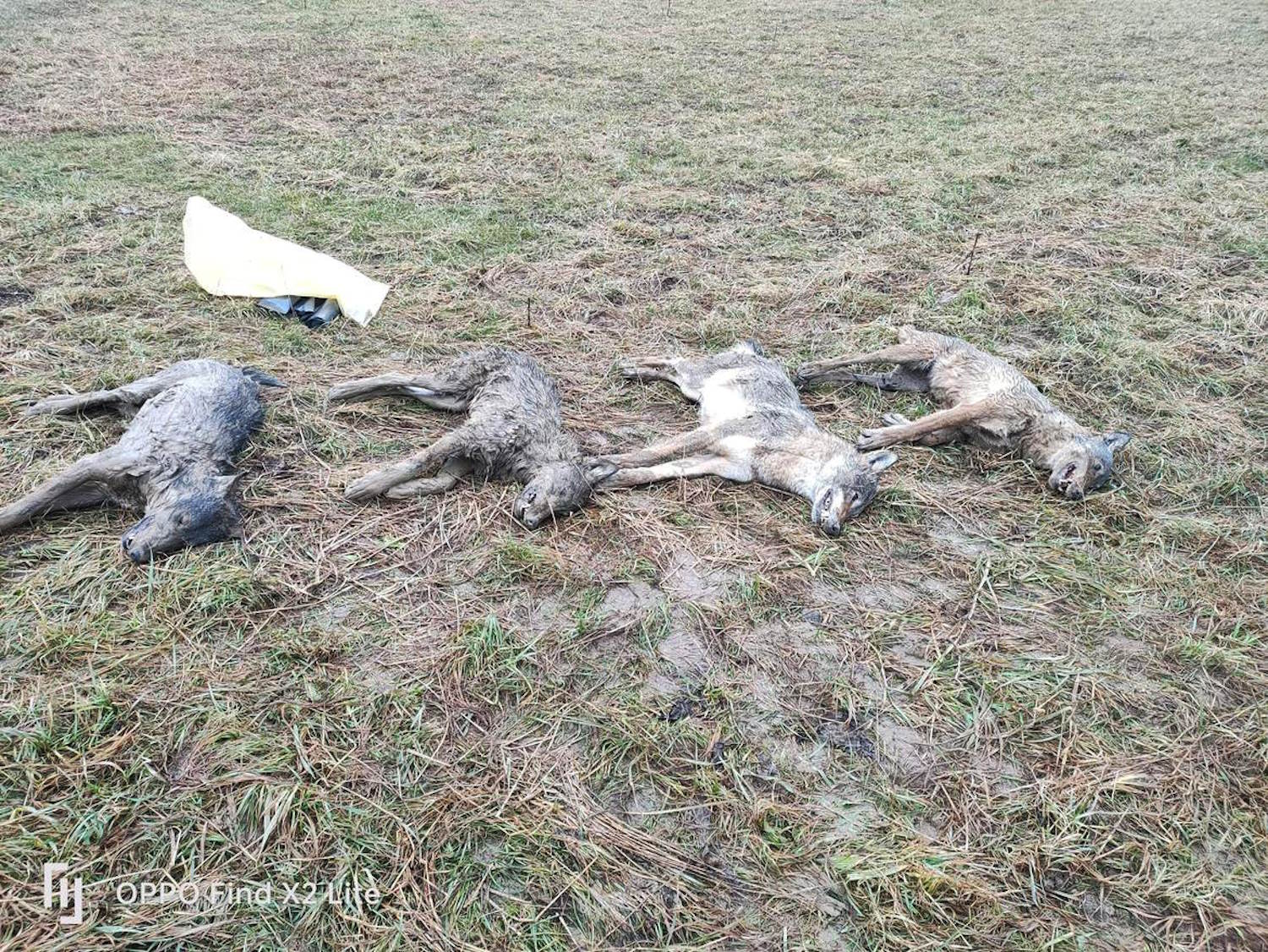 Quatre loups à Trentin sont empoisonnés, nous ne pouvons plus le prendre!