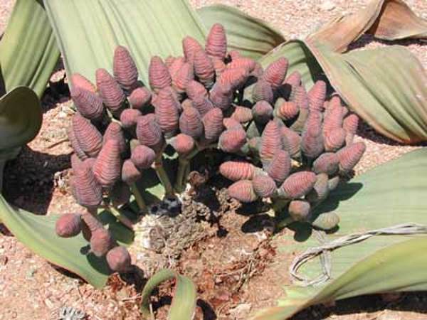 Welwitschia mirabilis femelle