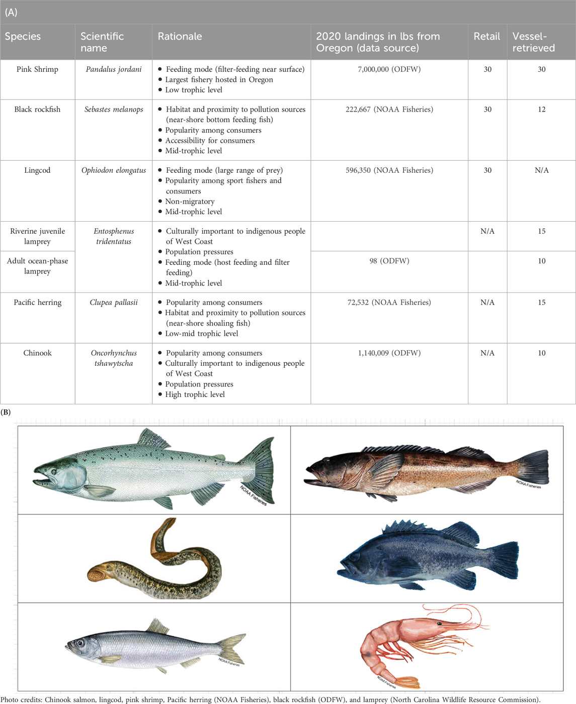Poisson microplastique