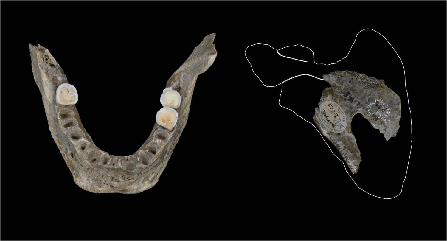 Cannibalisme humain en préhistoire