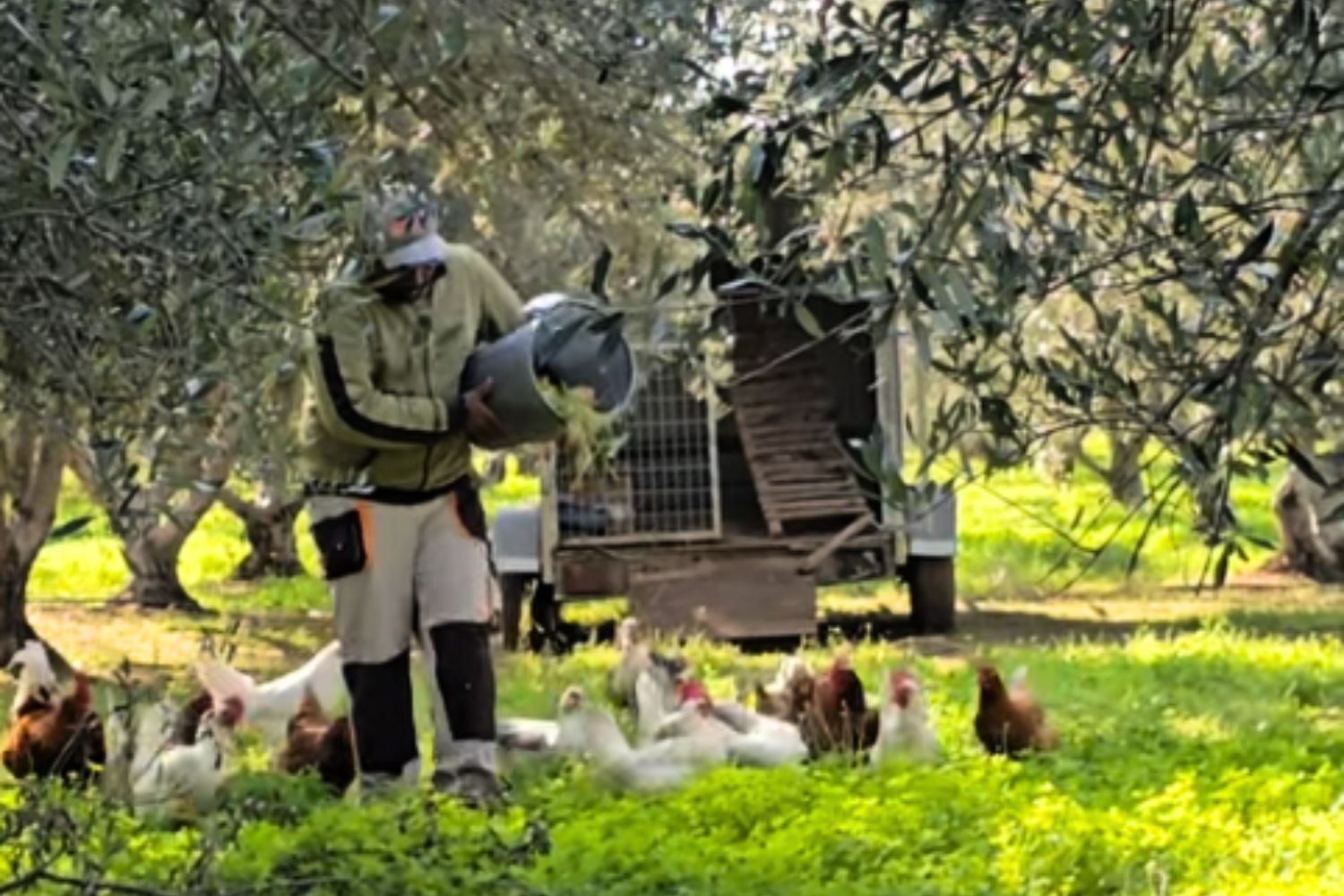 Galline_ulivi