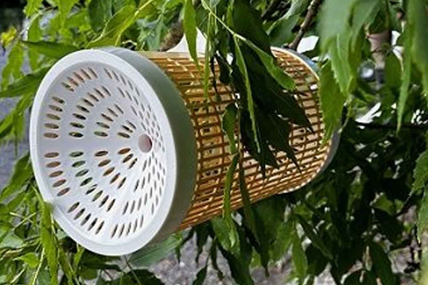 trappola vespa velutina calabrone asiatico