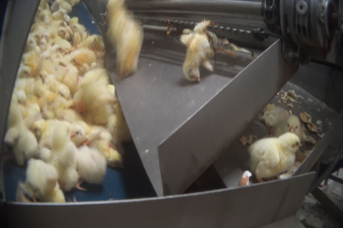 pulcini foster farms