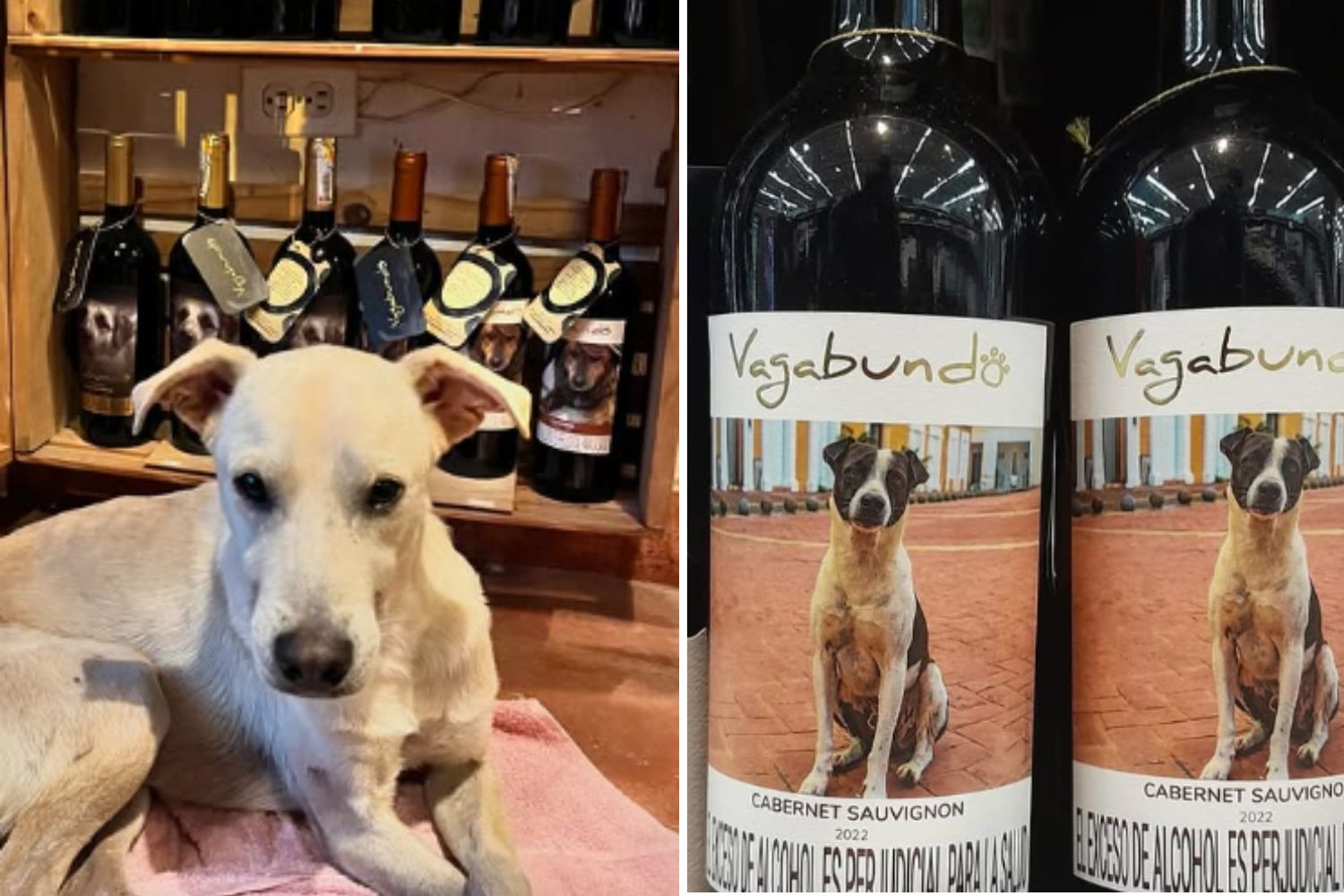 Ce vin "vagabond" aide les chiens errants en Colombie avec des adoptions et des stérilisations