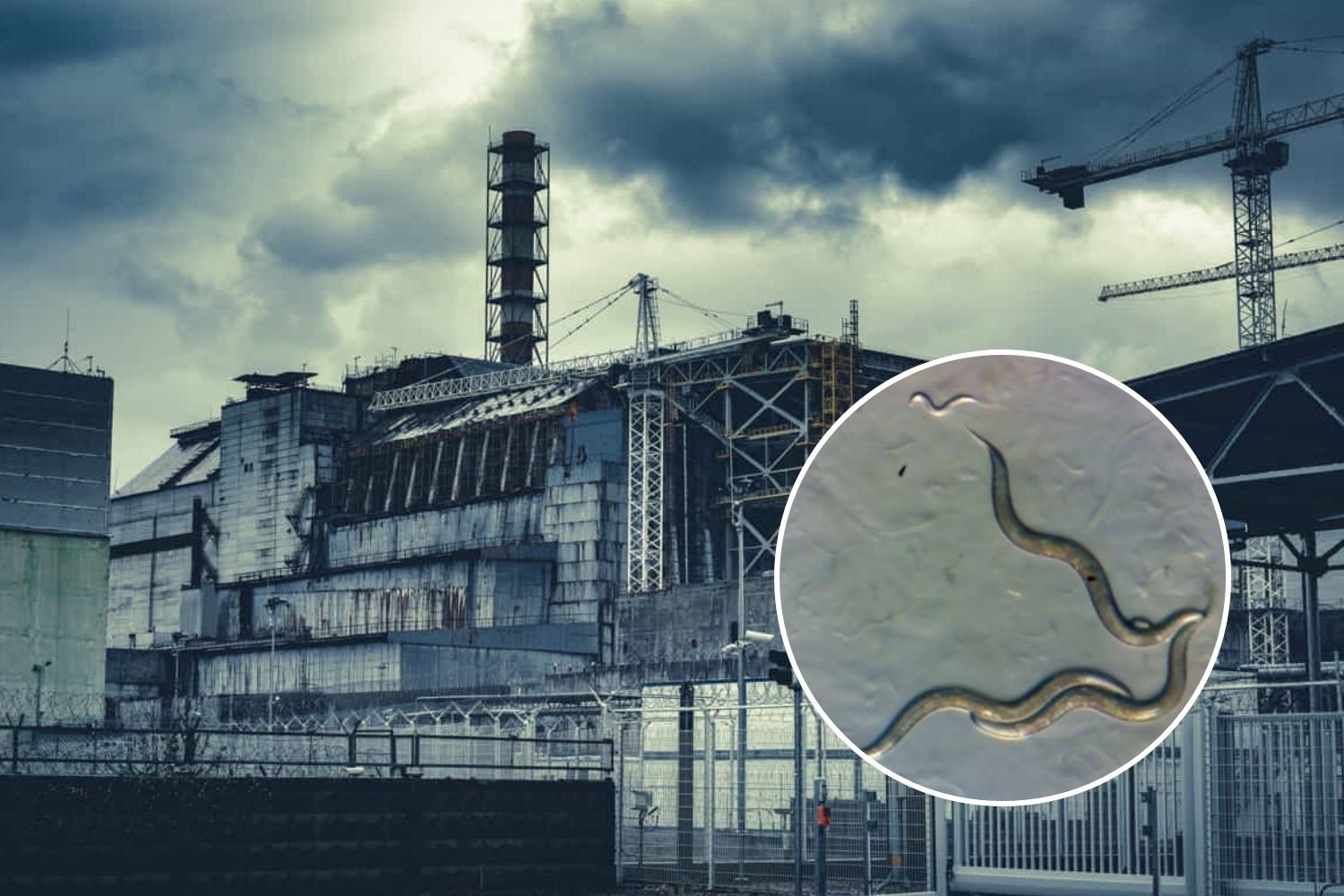 vermi chernobyl