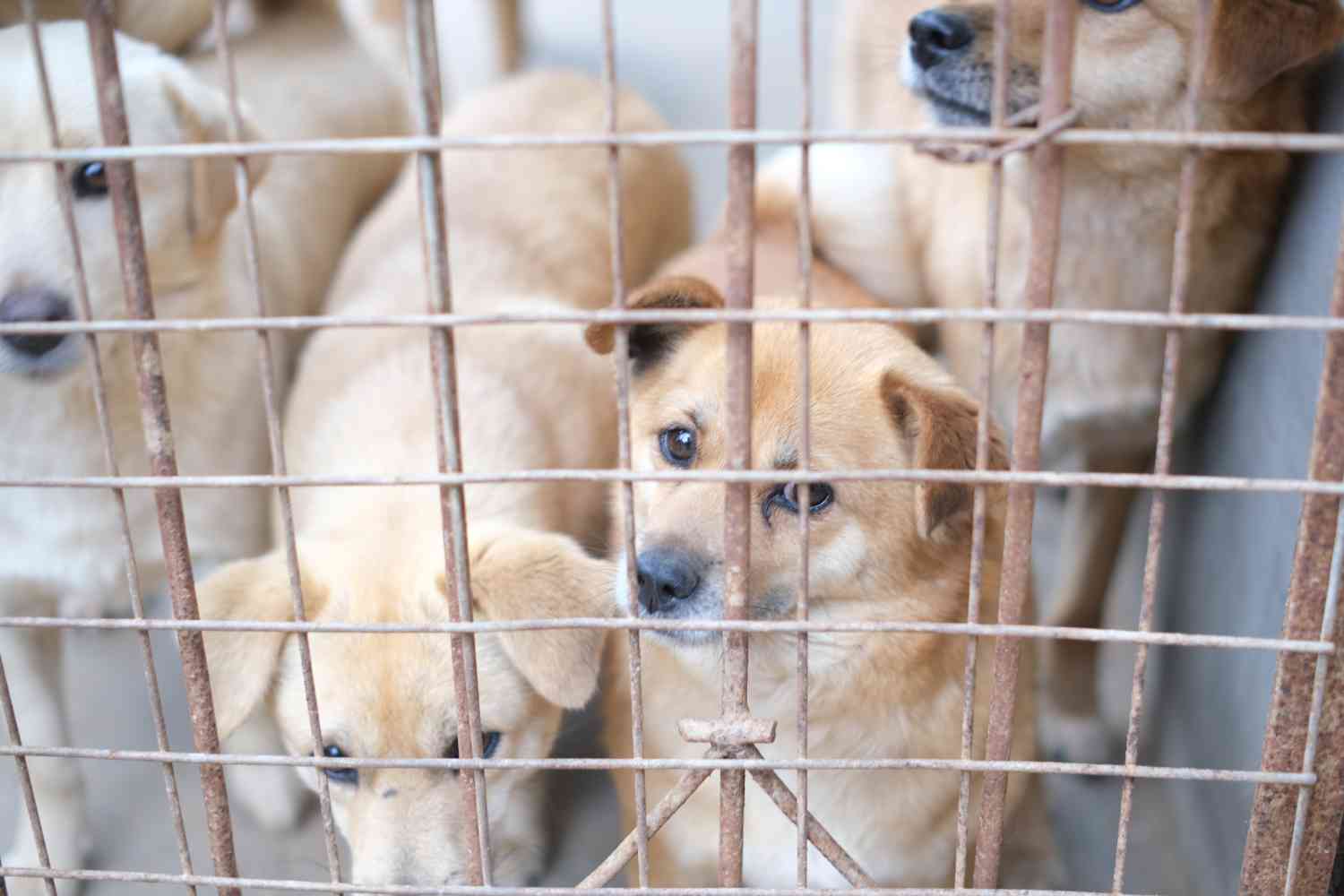 cani traffico illegale