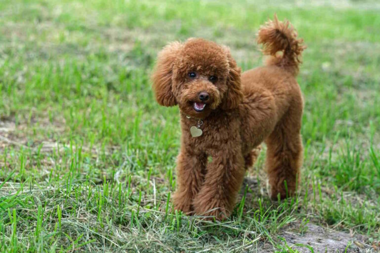 Comment gérer une socialisation correcte d'un chiot à caniche jouet