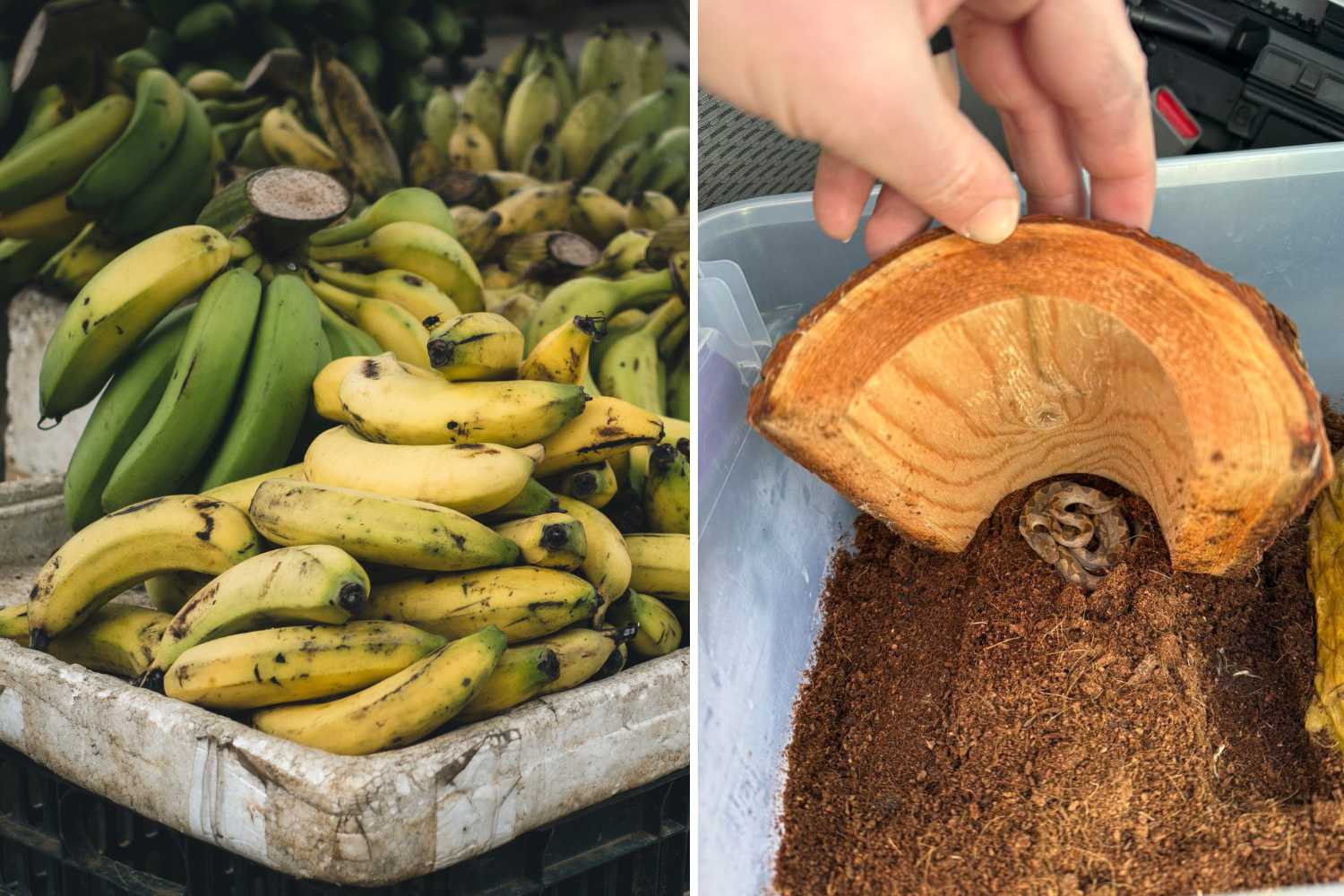 serpente banane ecuador