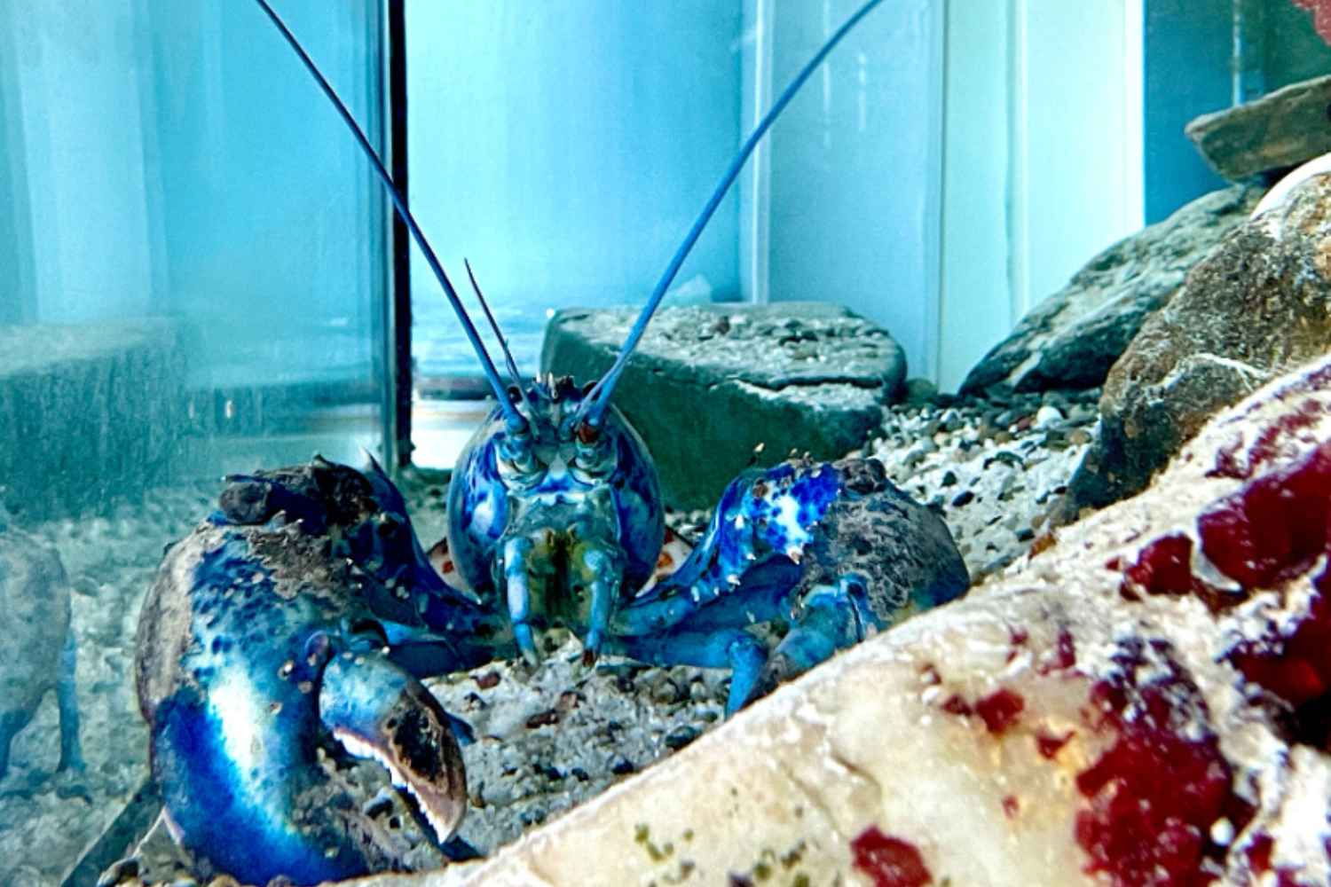 Aragosta cotton candy