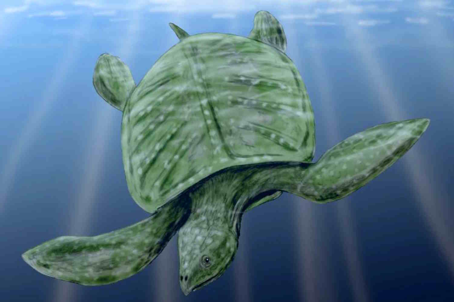 tartaruga gigante