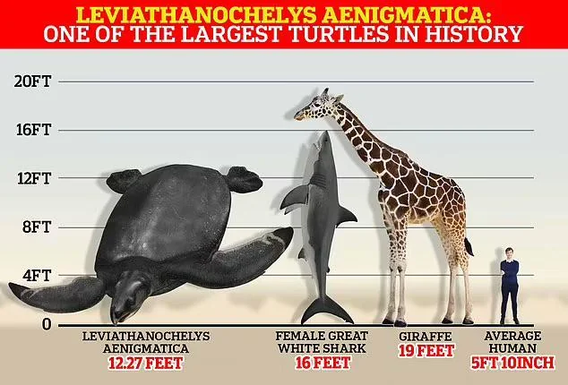 Taille de tortue