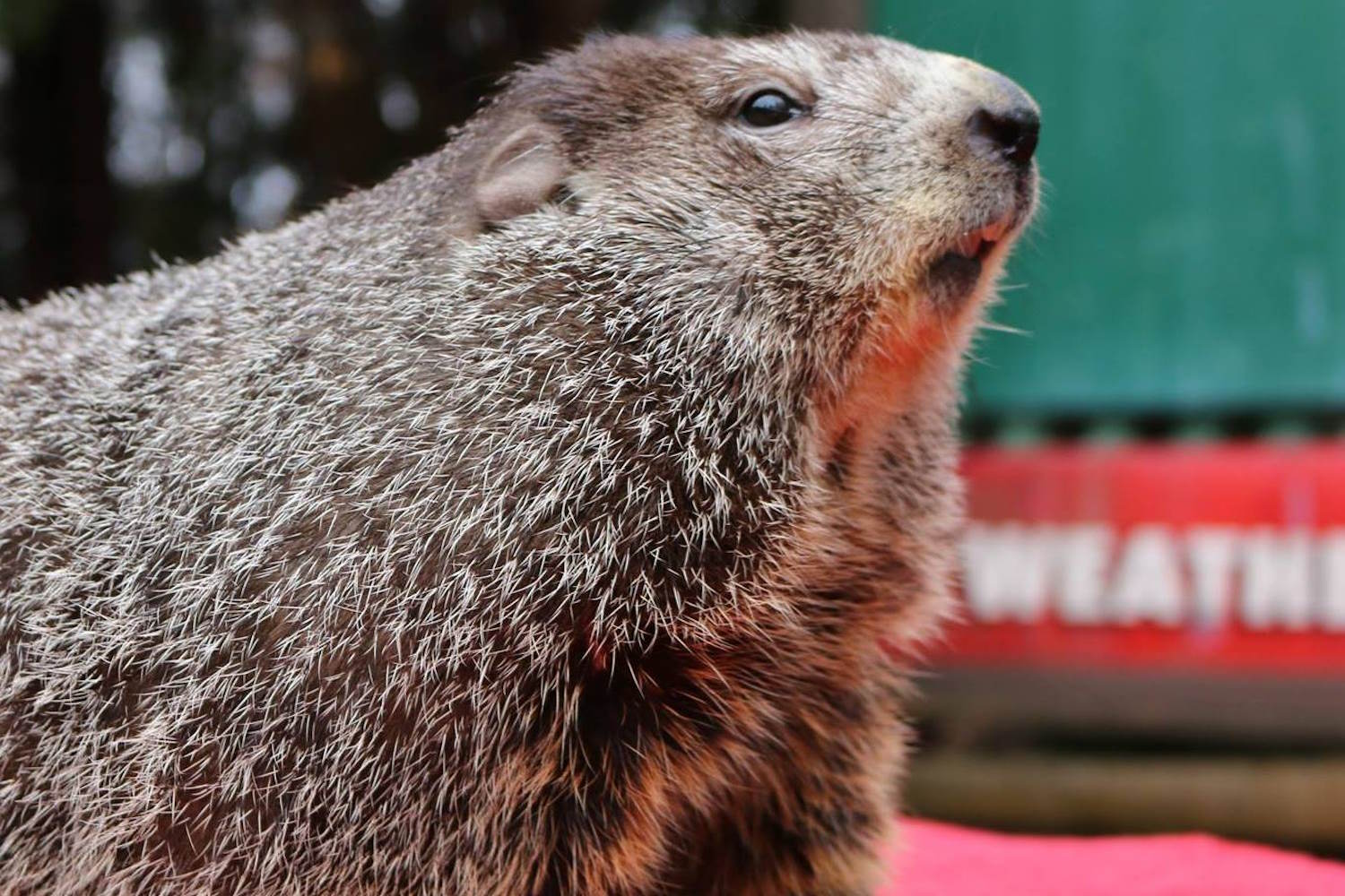 giorno della marmotta predizione phil inverno