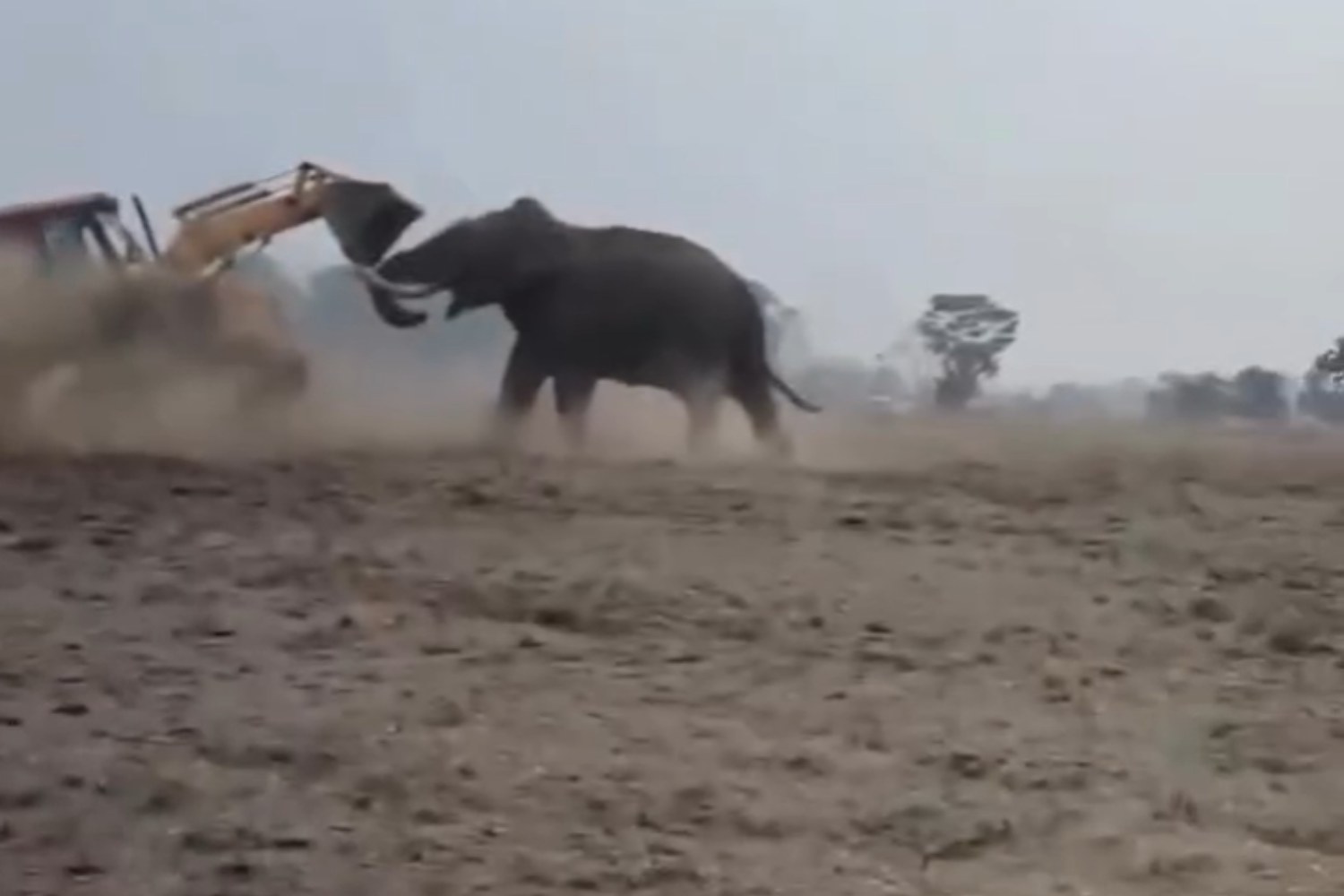 Elefante bulldozer