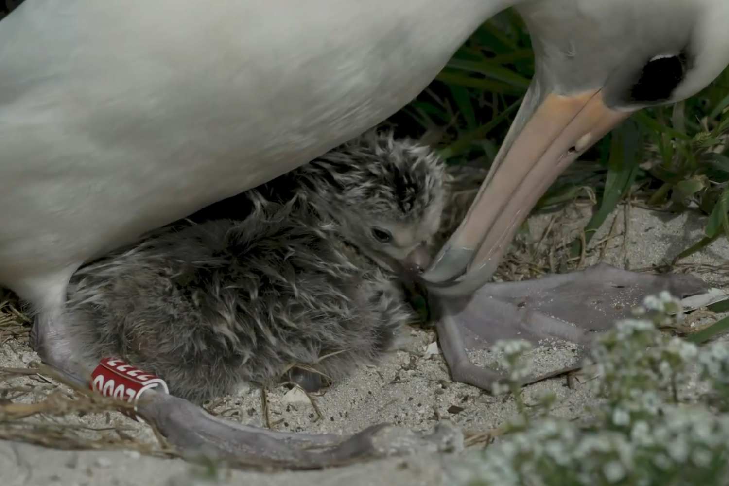 Uccello più vecchio