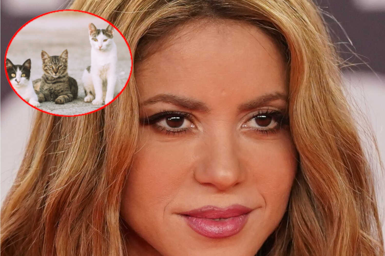 Shakira gatti
