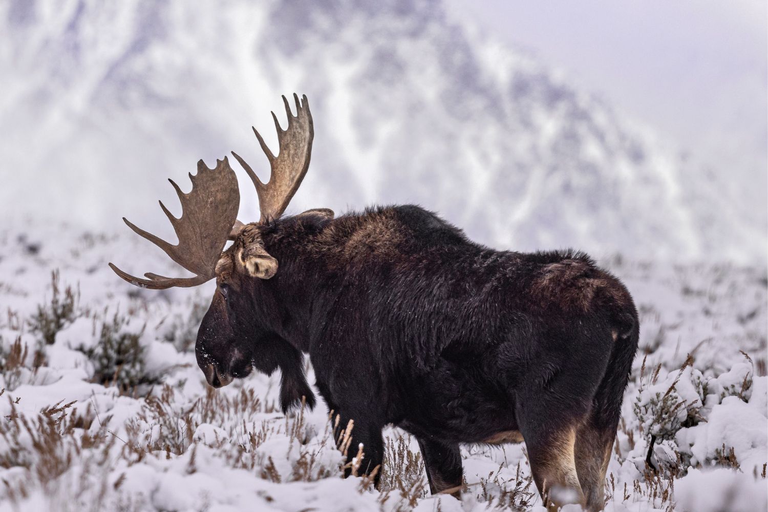Le très rare moment où une alce perd ses étapes entre la neige