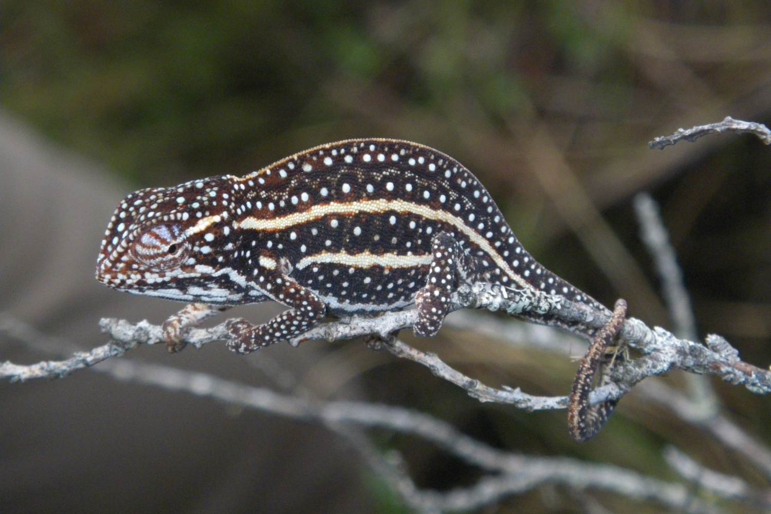 Animali discriminati