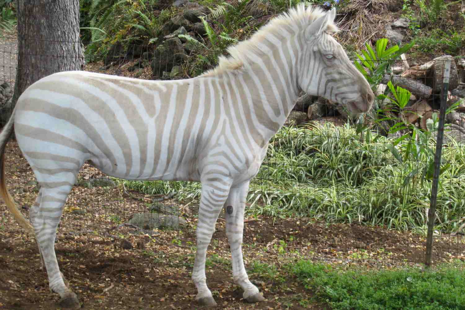 Zebre albine