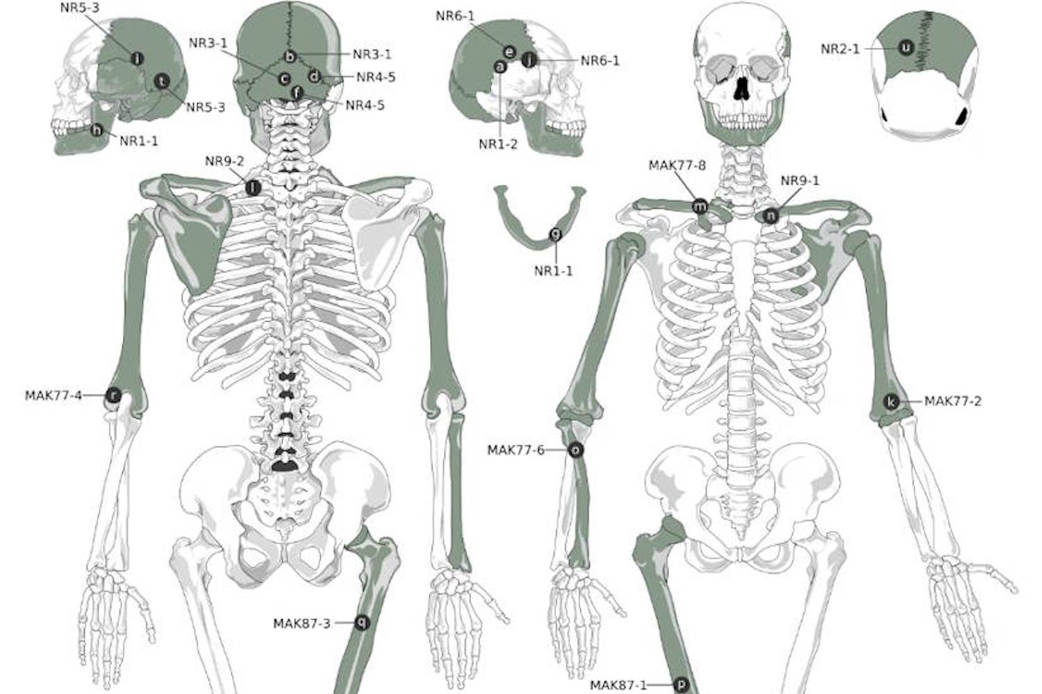 cannibalismo umani nella preistoria