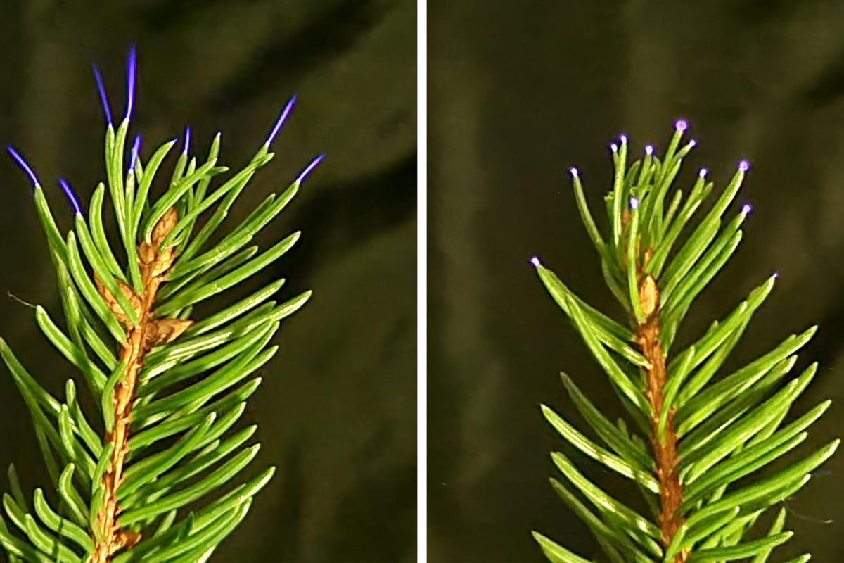 Paradoxal! Les décharges électriques sur les feuilles des arbres pendant les orages polluent l'air autour des forêts