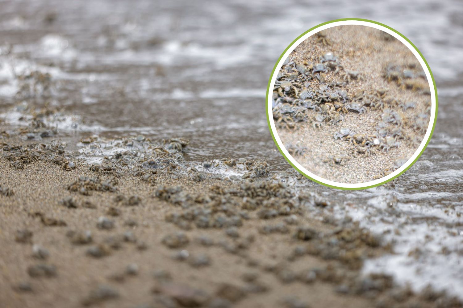 granchi_spiaggia_Perù