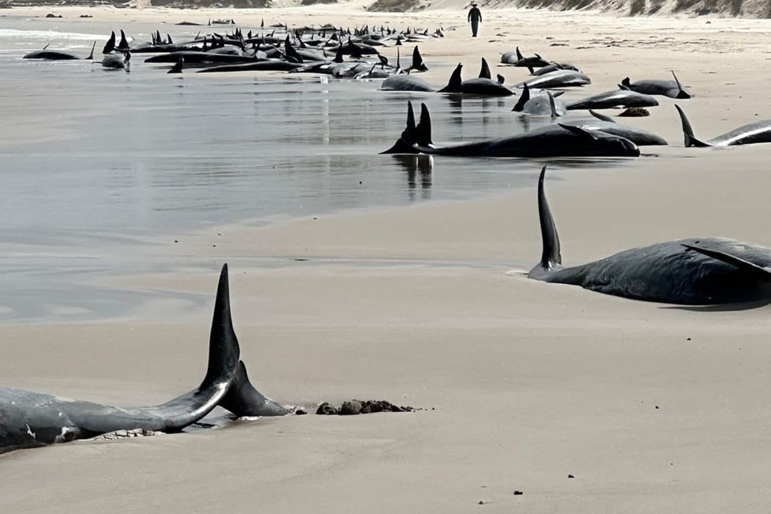 Delfini deceduti