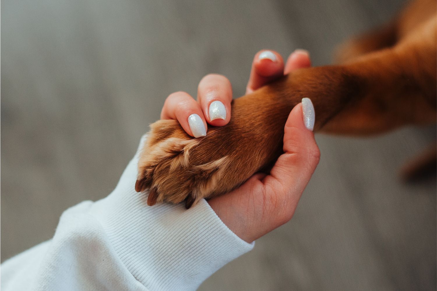animali