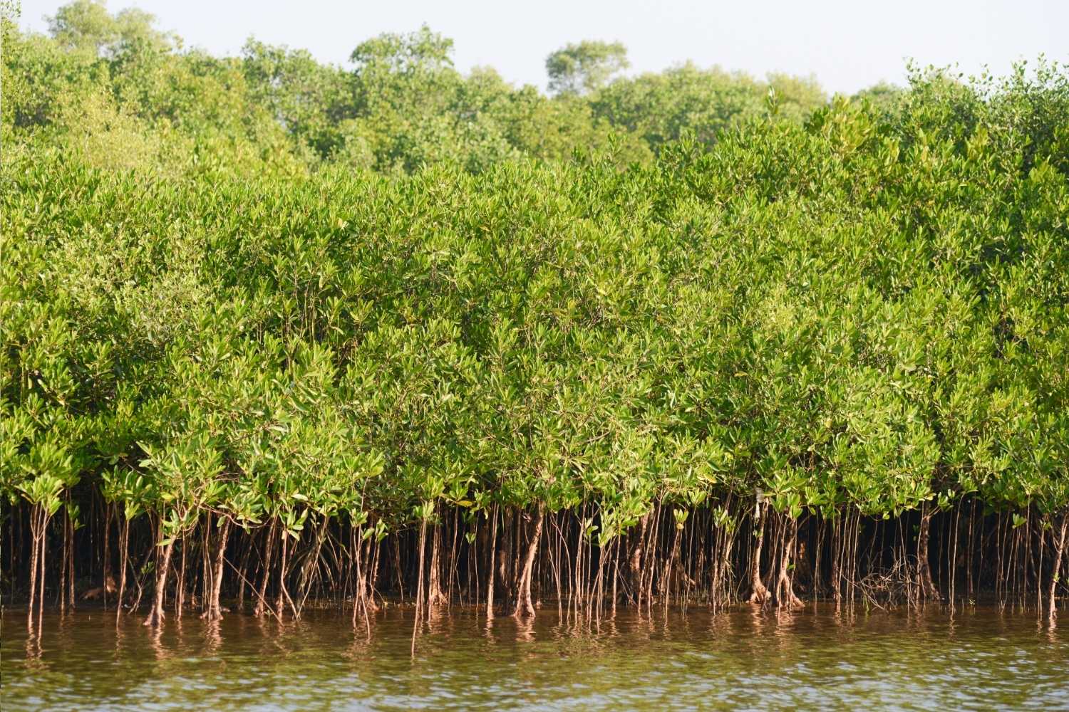 mangrovie