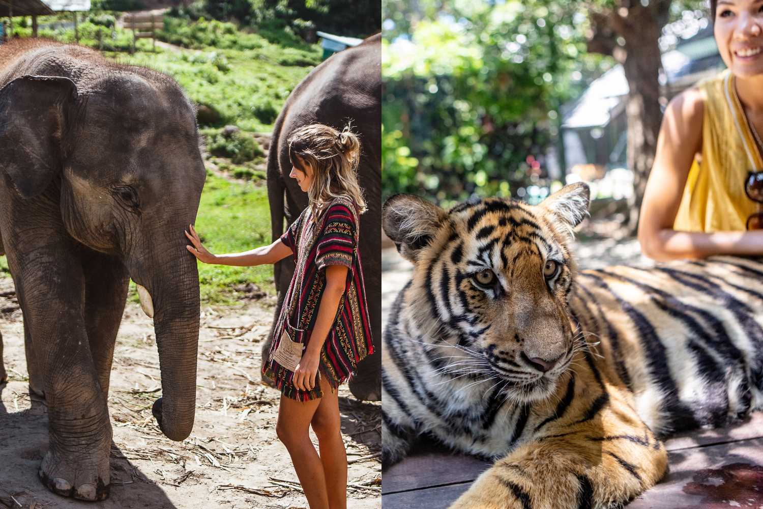 Sanctuaires ou pièges pour les touristes? Qu'est-ce qui se cache derrière les faux abris d'animaux