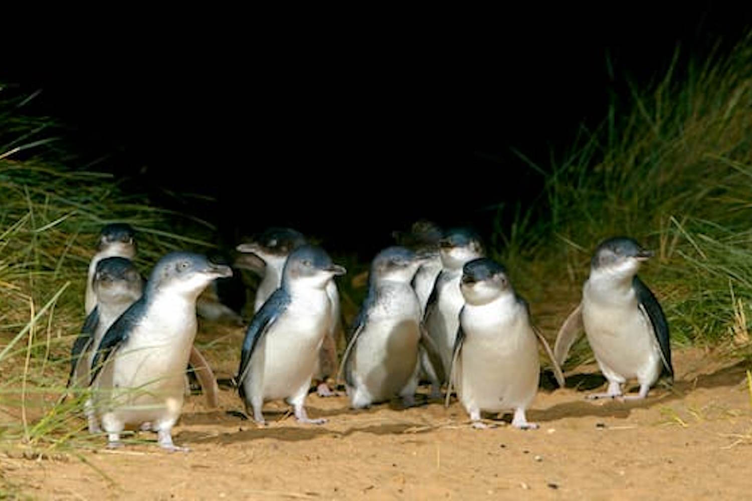 pinguini australia tradimenti e divorzi