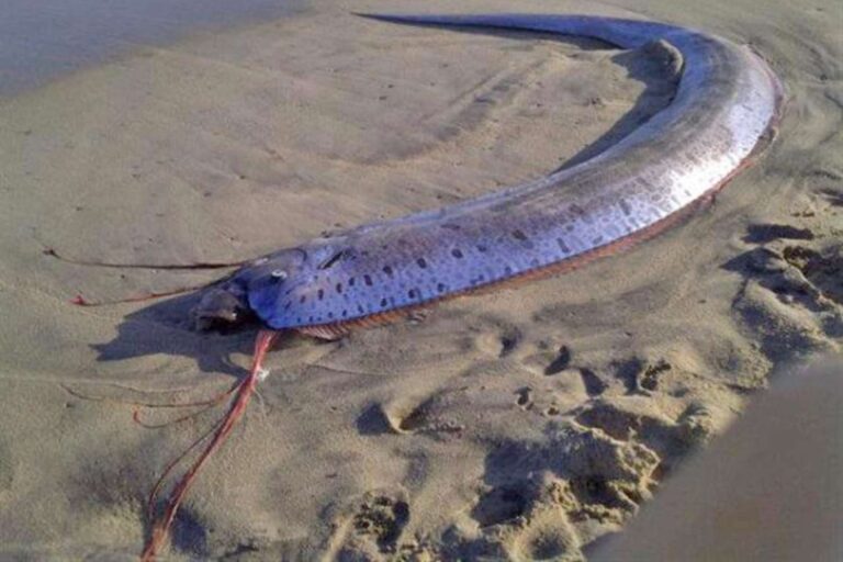 Trouvé un poisson éloigné Beacled: Pourquoi pensez-vous que c'est un présage de catastrophes naturelles et est-ce vrai?