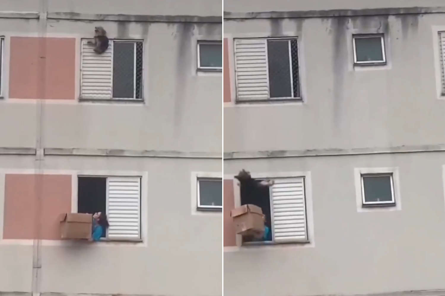 Cagnolina precipita finestra