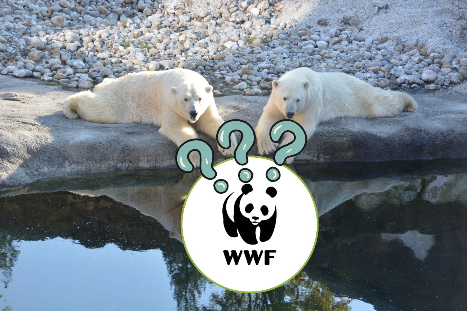 WWF orso polare